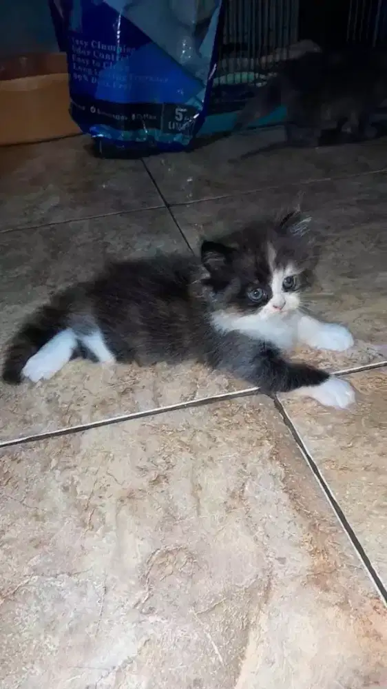 Kitten NS betina