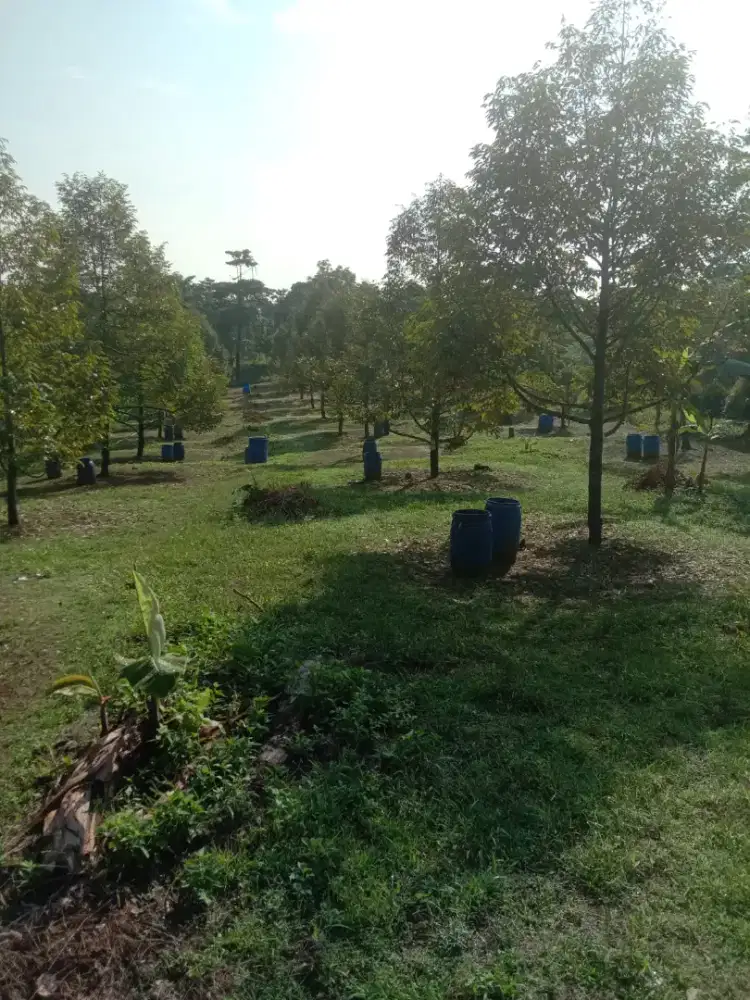 Di jual lhan tanah kebun durian lt 25 hektar ss SHM mnggis dan lain