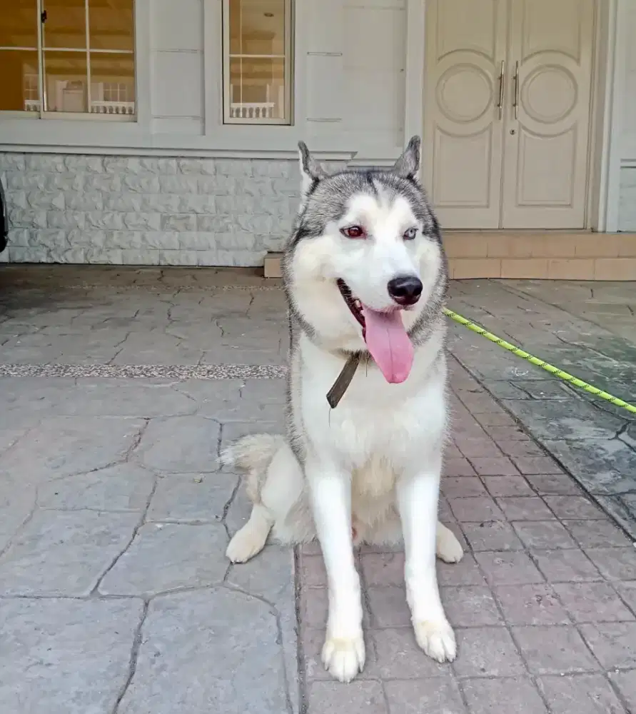 Siberian husky jantan STERIL