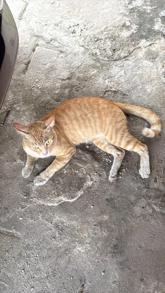 asisten rumah tangga (6 jam kerja) /ART pp