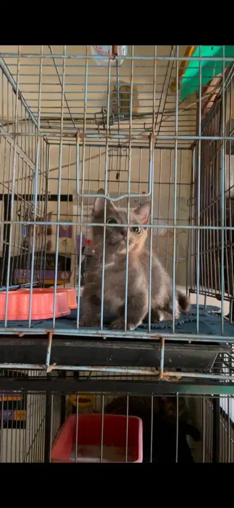 Kucing Cebol Jantan