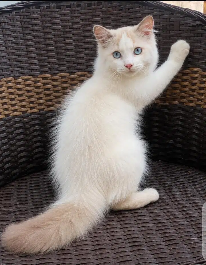 Ragdoll jantan 3 bulan