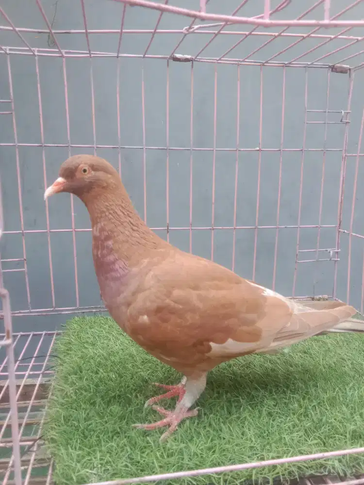 Burung dara merpati