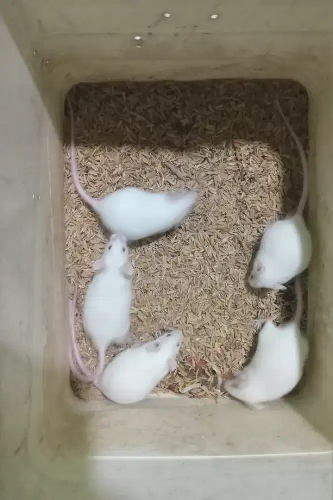 Paket indukan mencit/tikus putih