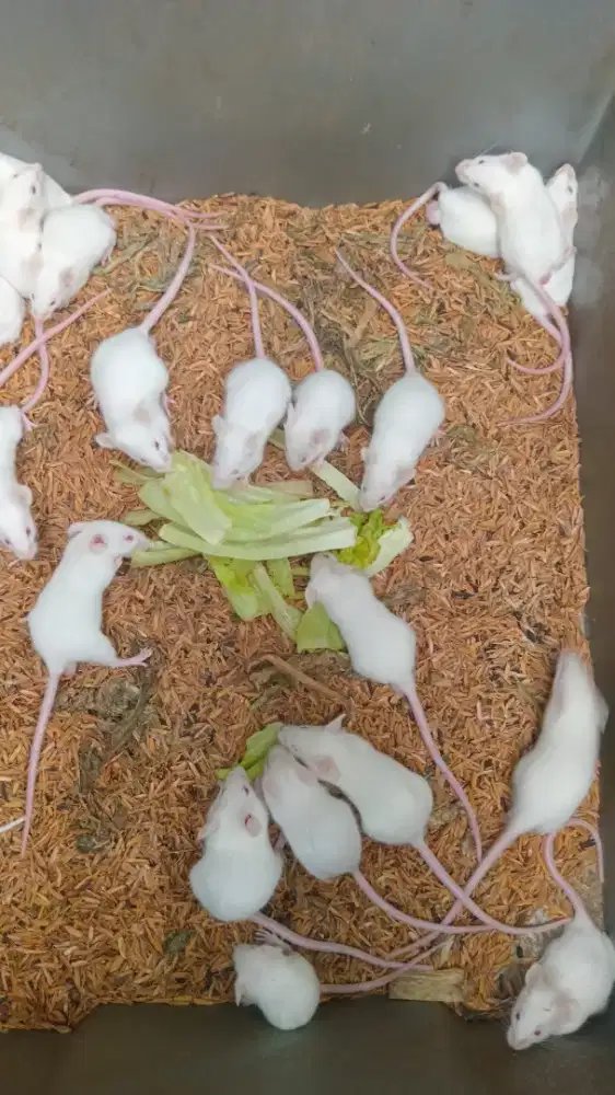 Mencit pakan ular