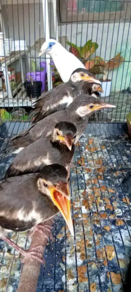 anakan jalak suren mandirian