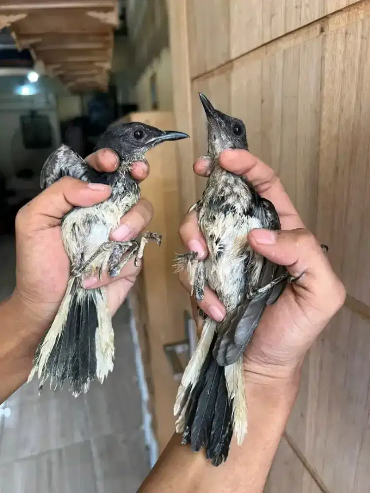 kacer pontianak trotol jantan bahan aman pur