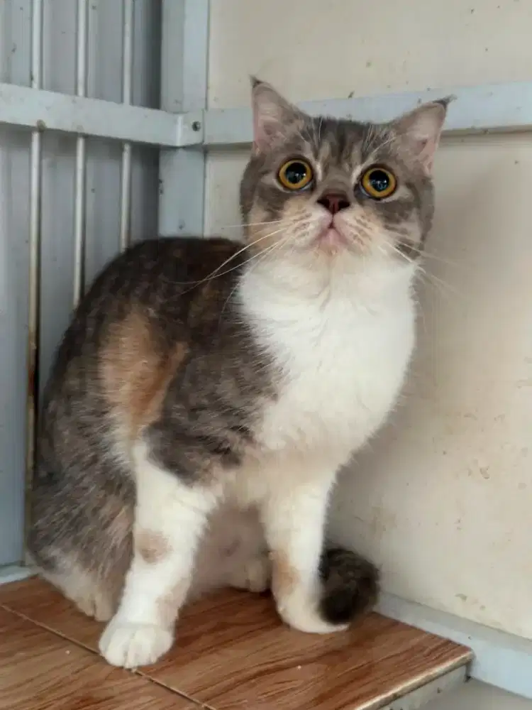 kucing Calico Bsh