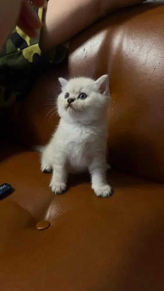 KITTEN BSH JANTAN