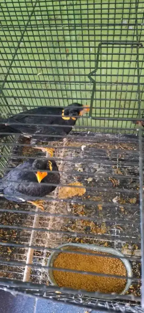 mangga burung muda bahan talking