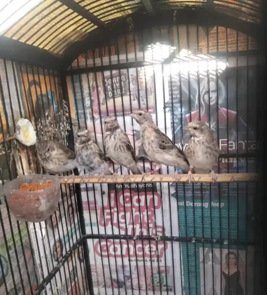 paud blackthroat jantan usia 2-3bln tos ngiriwik