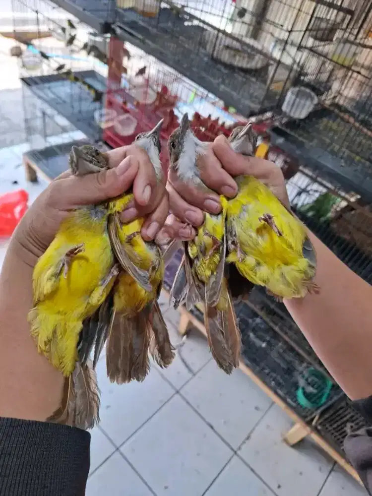 cak jenggot priangan bahan