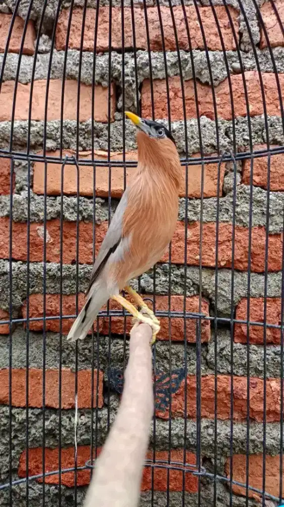 jalak brahmana india rawatan mulus
