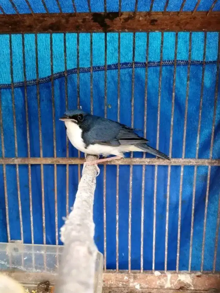 SiberianBlueRobin jantan bahan rawatan