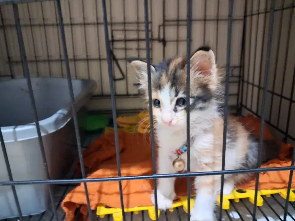 open adopt bermahar kitten betina persia mix usia 1.5 bulan
