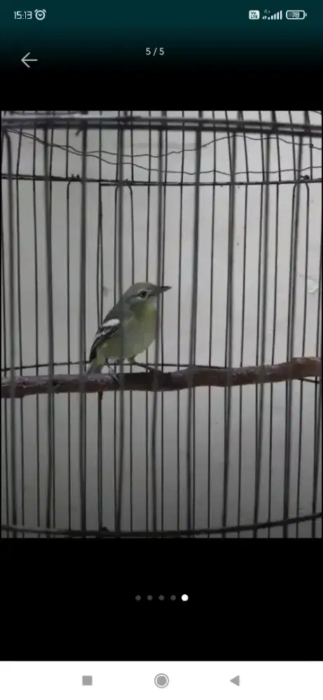 Jual Burung Cipo Sirtu & Sogon rawatan