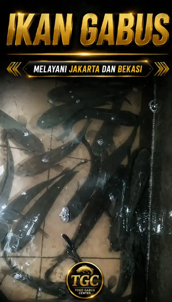 Sedia ikan gabus segar hasil alam