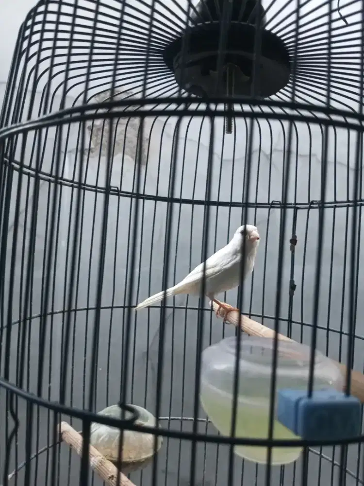 Burung kenari putih jantan remaja