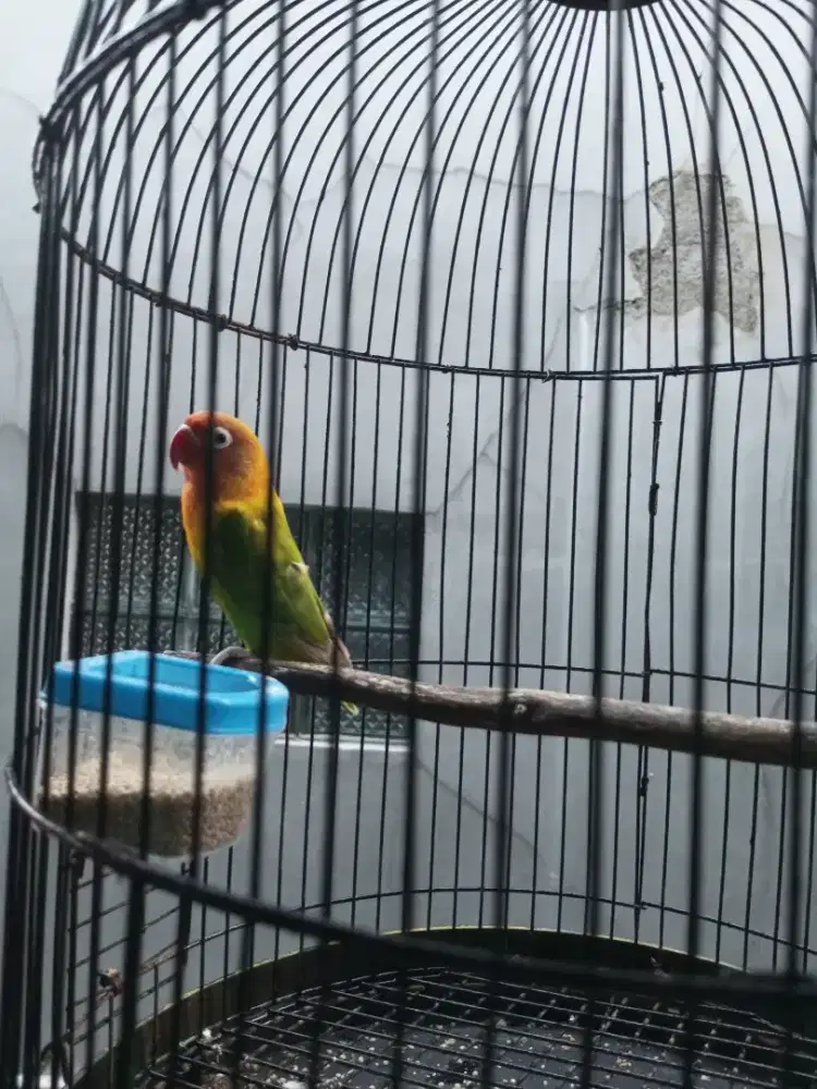 Burung Lovebird josan dewasa