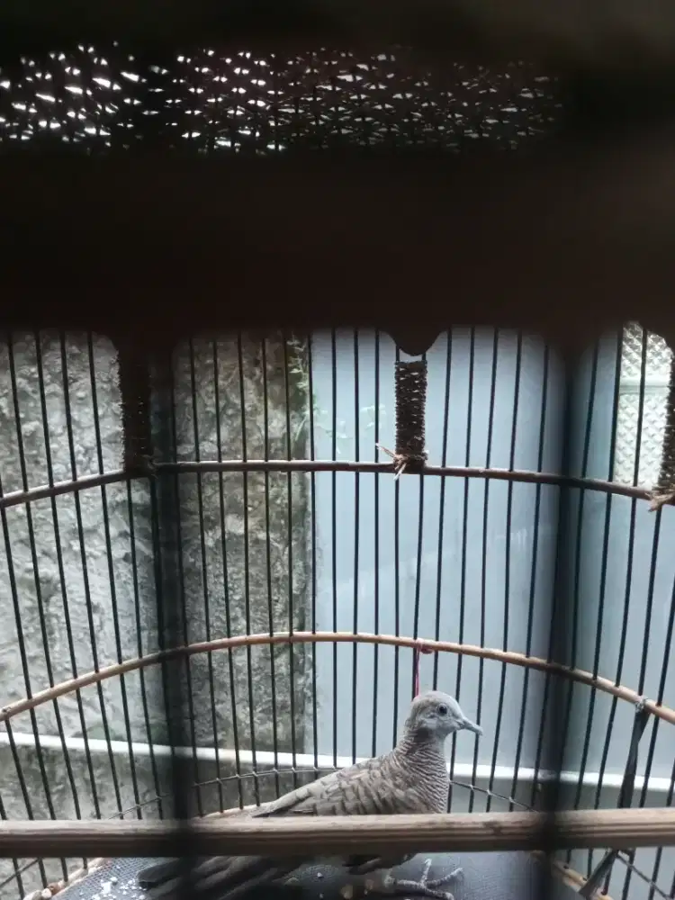 Burung perkutut lokal