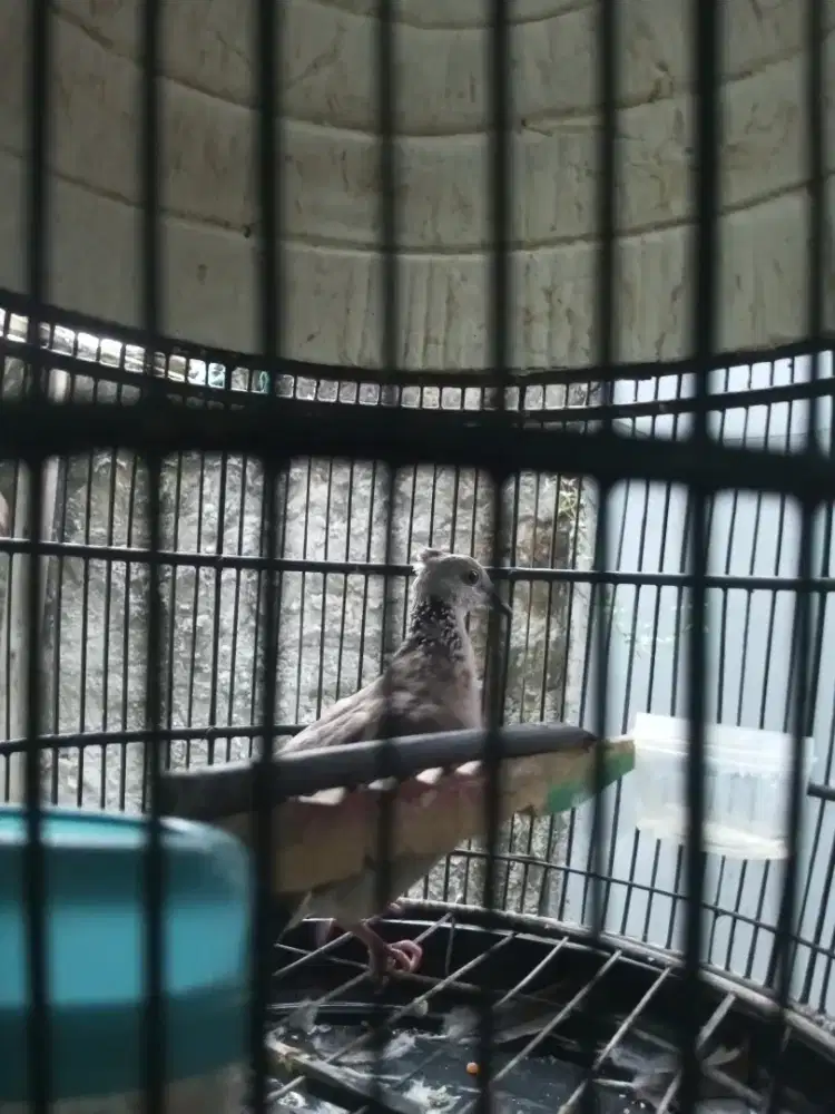 Burung tekukur jambul
