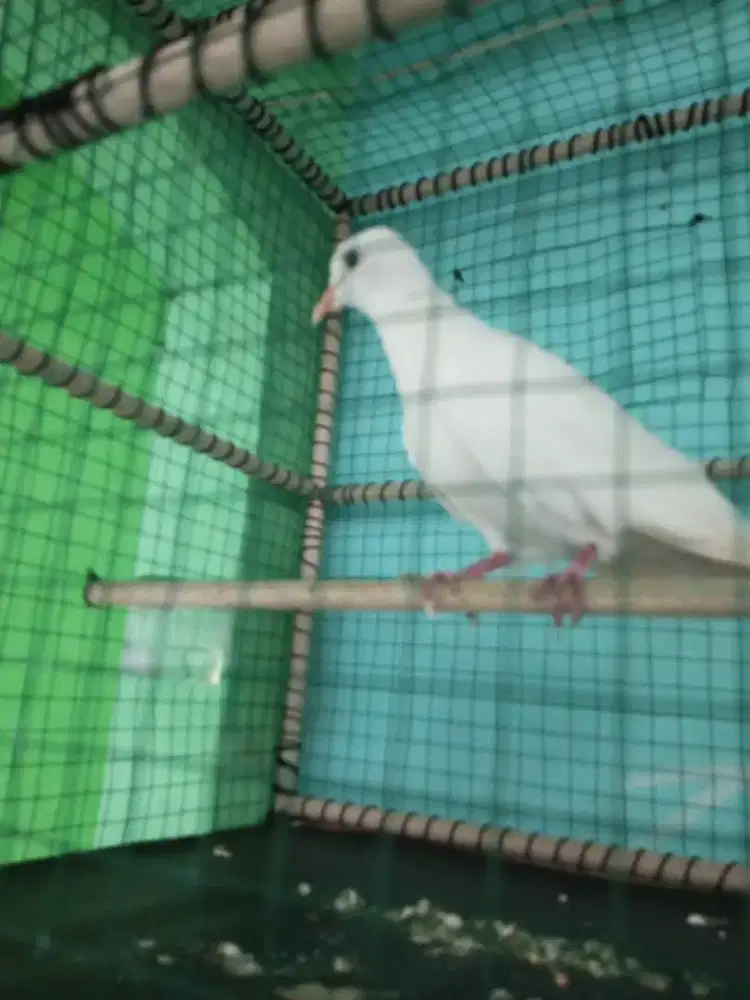 Burung puter putih jantan