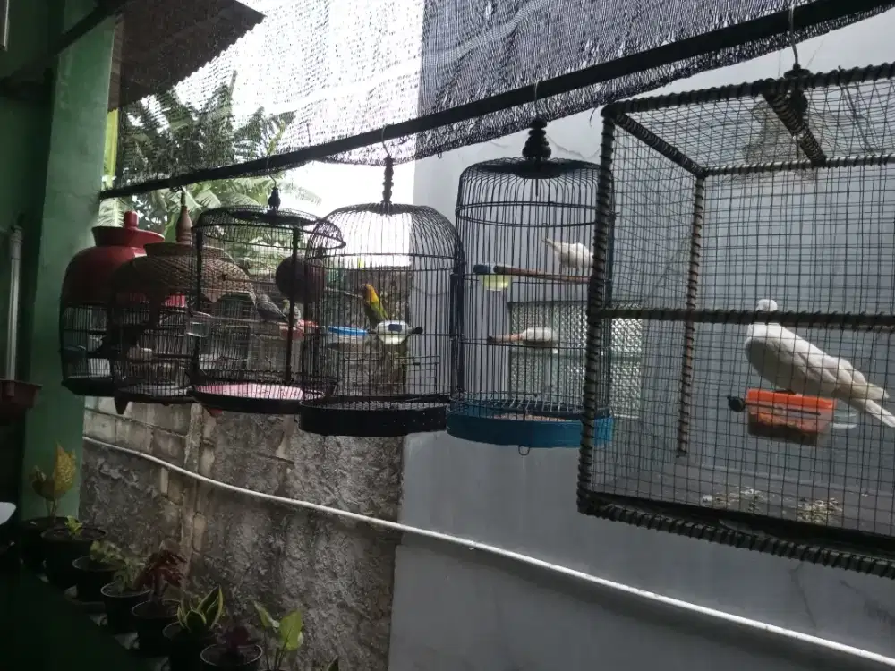 Burung ombyokan 6 jenis