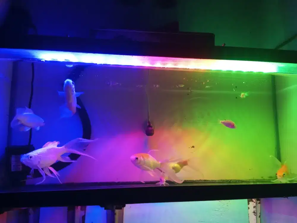 Aquarium + ikan kecil isi koi kumpay