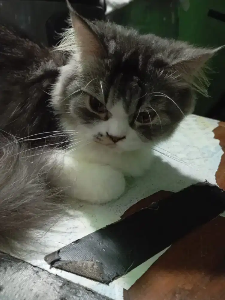 Kucing Jantan Pemburu Tikus