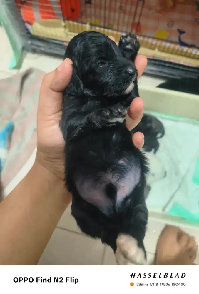 mini poodle jntan