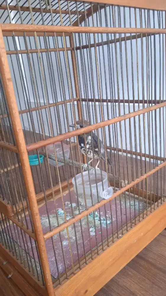 burung anis kembang