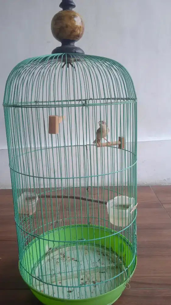 burung cigun jantan
