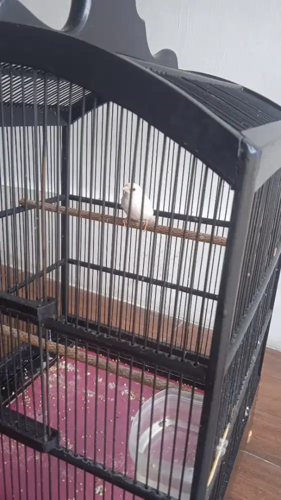 burung emprit jepang