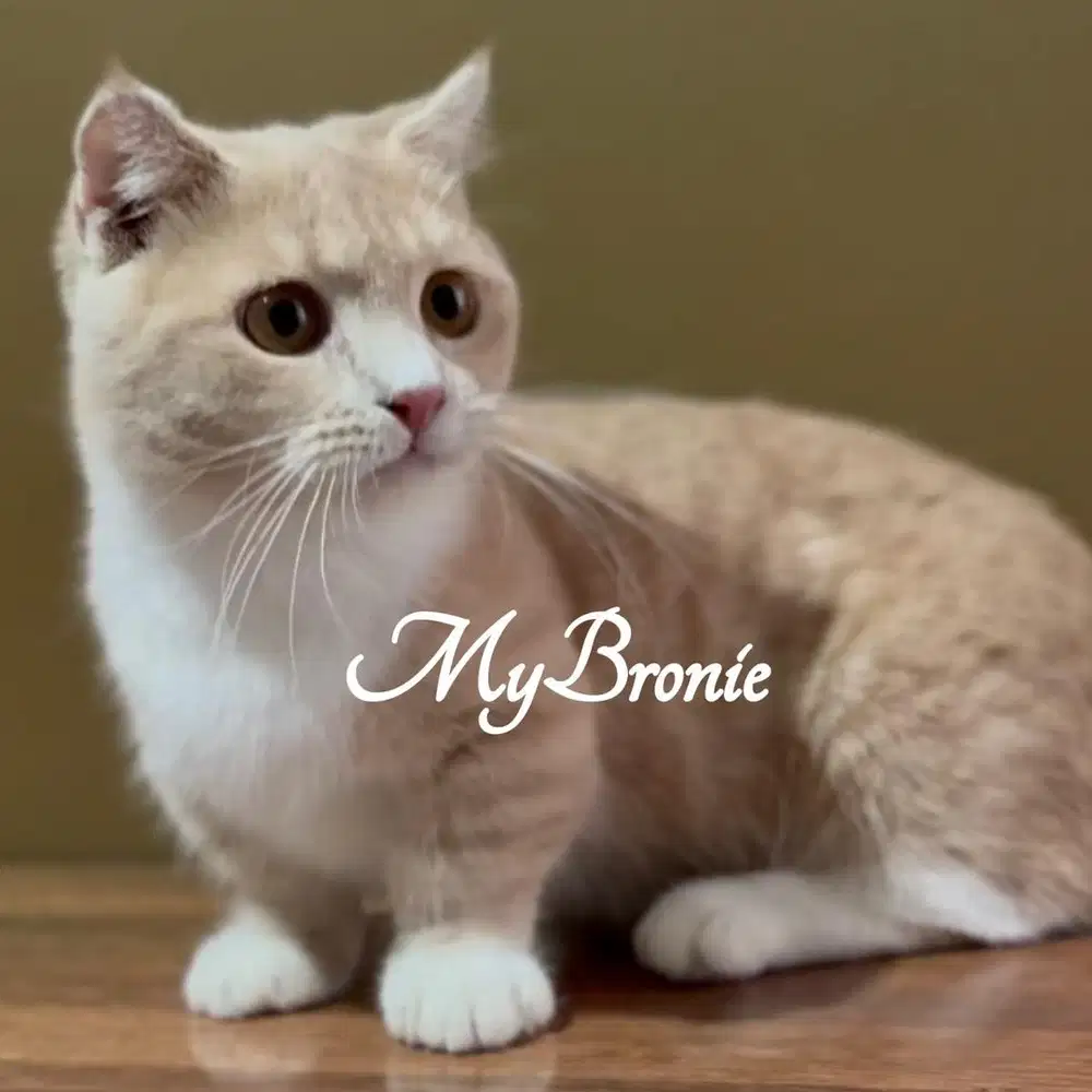 Kucing munchkin gaelic jantan 7 bulan
