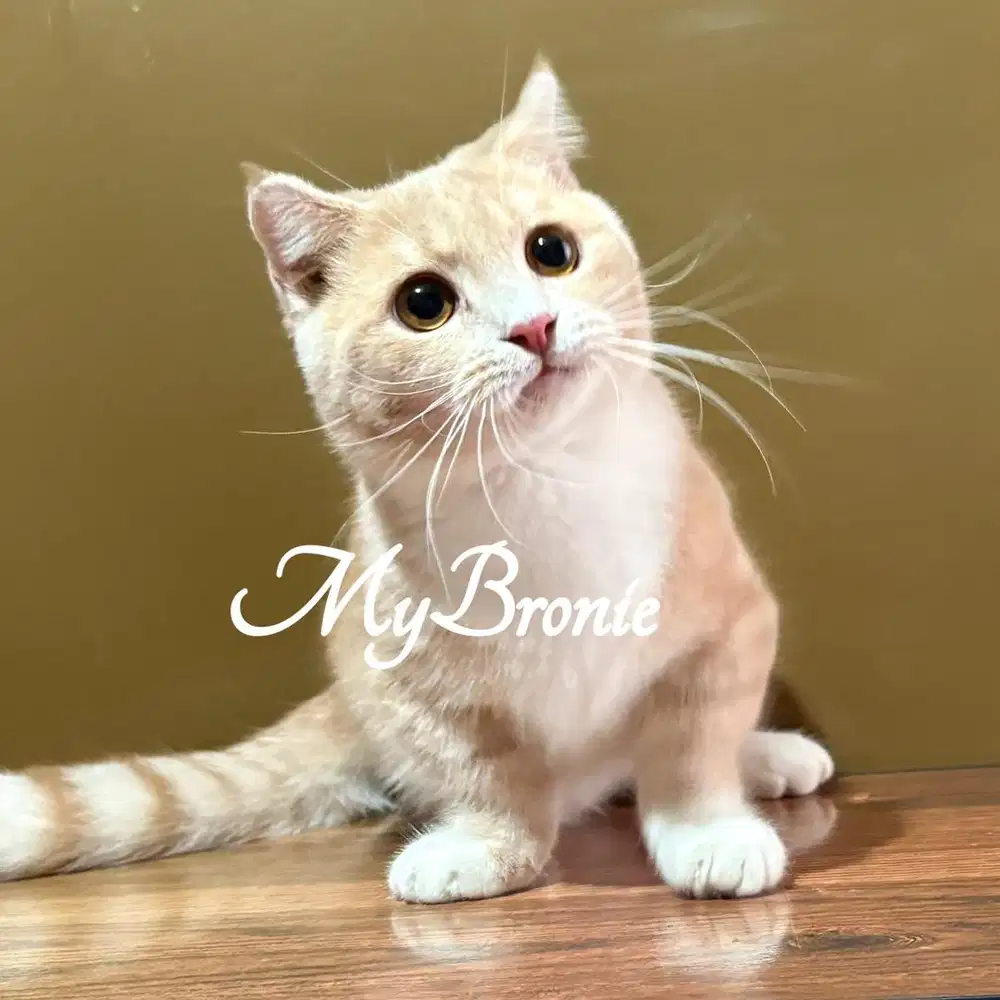 Kucing munchkin gaelic jantan 7 bulan