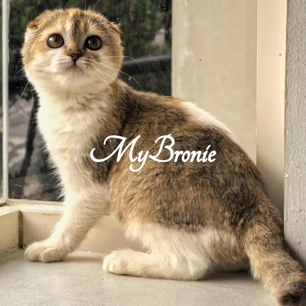 Kucing scottish triple fold betina