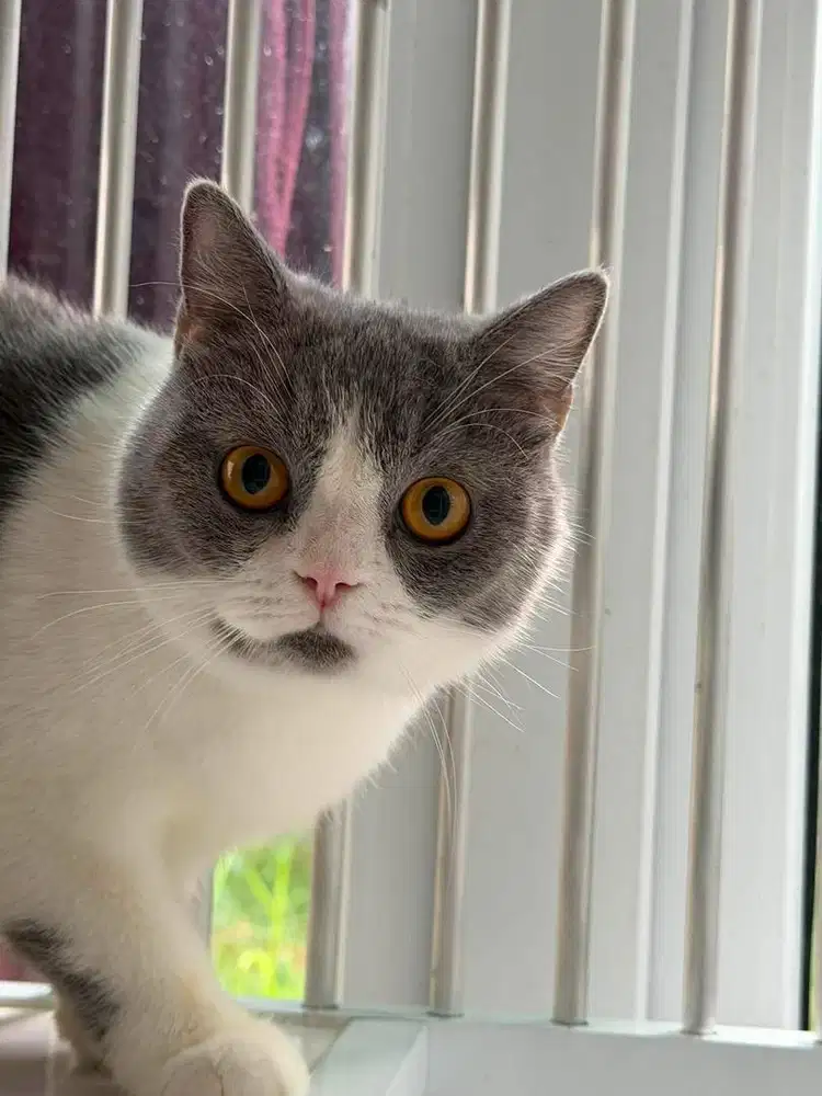 Bsh Bico Female