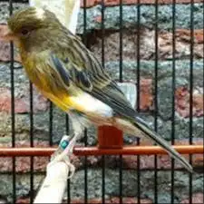 Burung kenari afs
