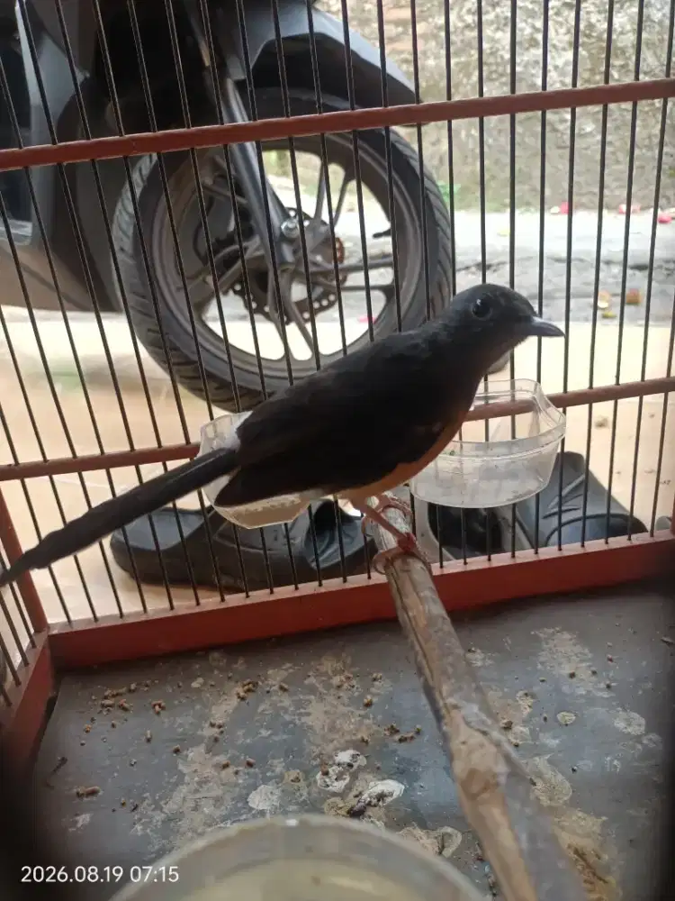 Murai Batu Medan Betina
