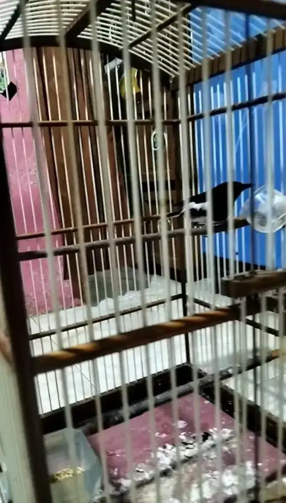 Burung Kacer jantan
