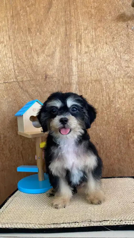 Puppy toy poddle , maltipo , havan mix