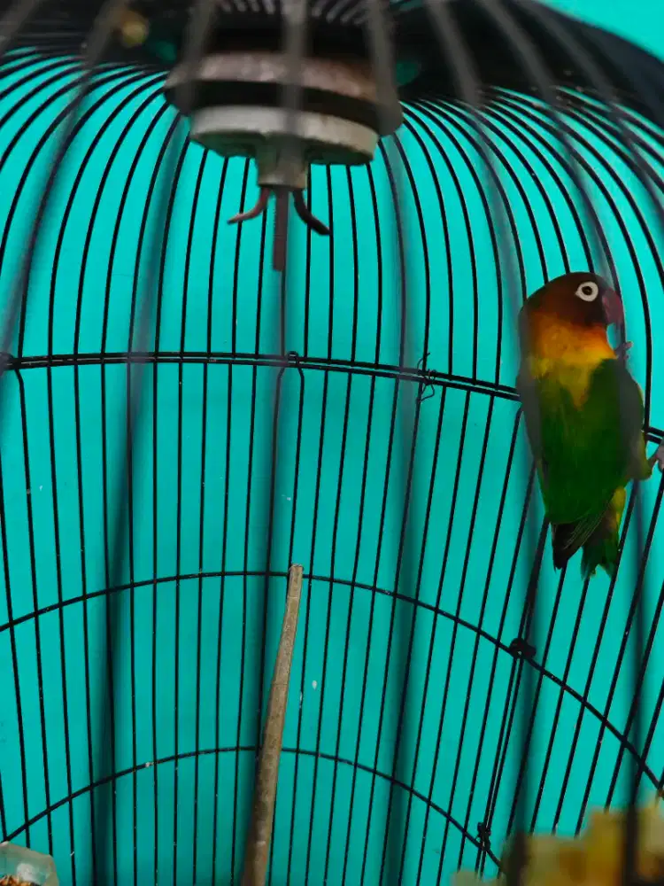 Lovebird ijo ring