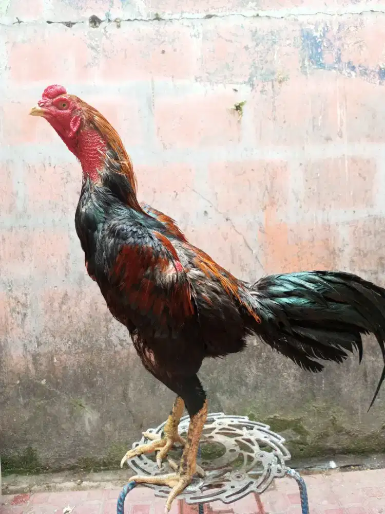 Ayam laga pukul keras