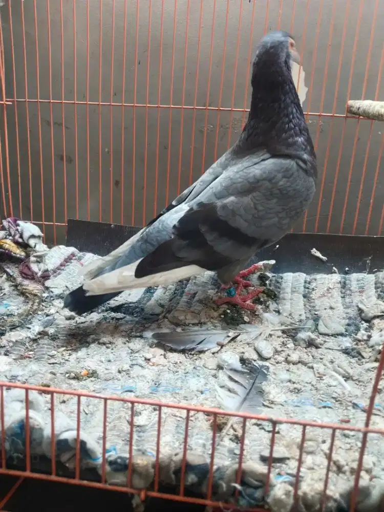 Burung dara dpt bandangan pke ring