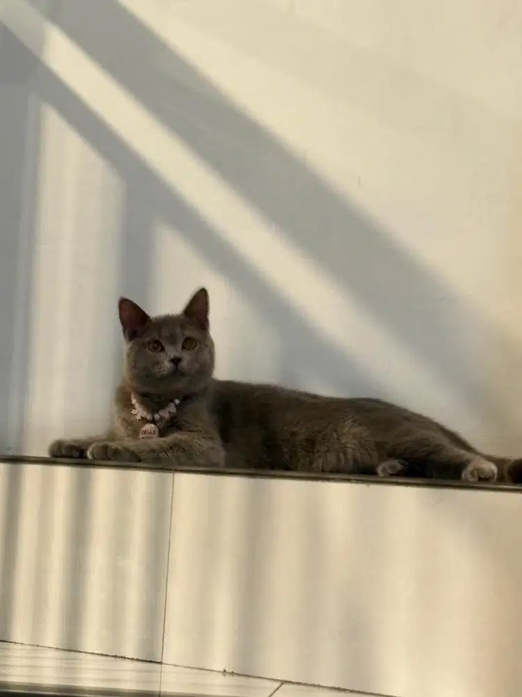British Short Hair BSH Kitten