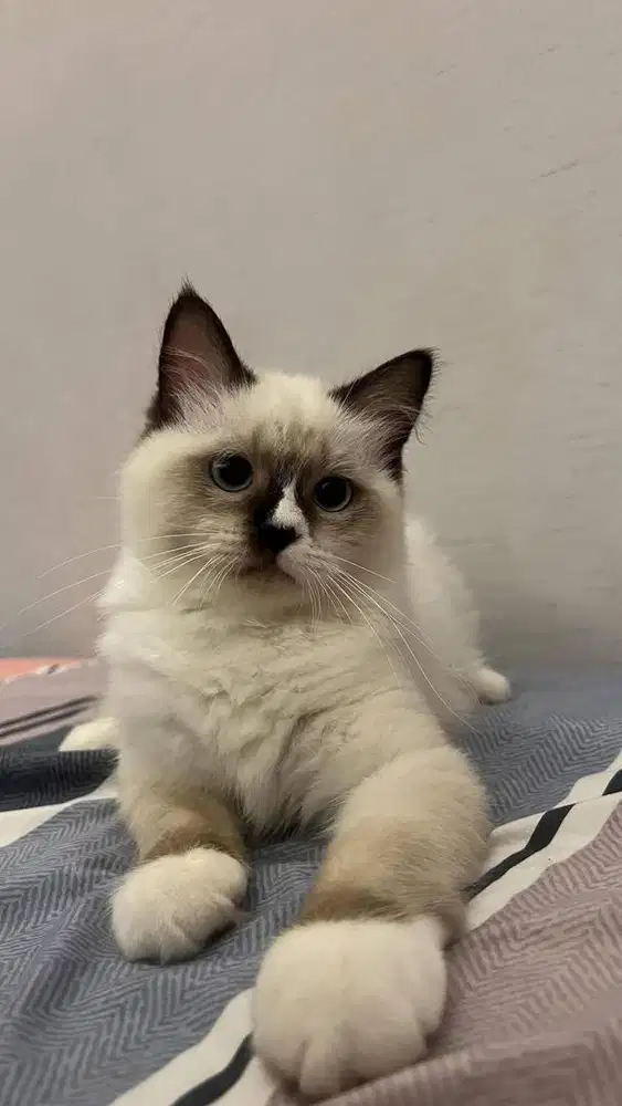 Kucing ragdoll himalaya
