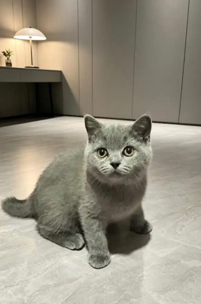 Scottish Female Kitten
