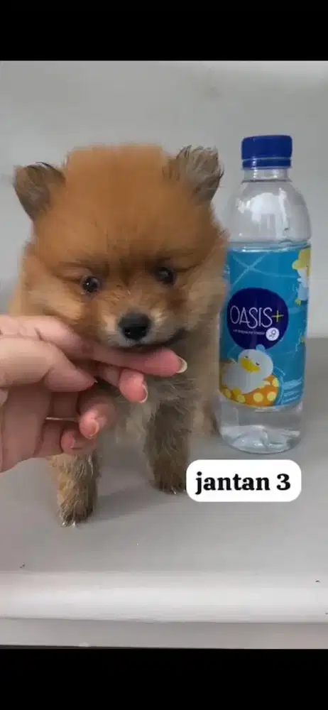 anjing anakan minipom jantan