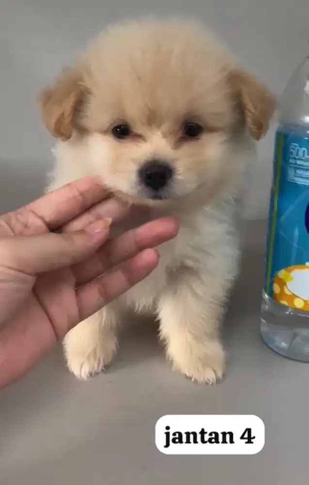 anjing anakan minipom jantan