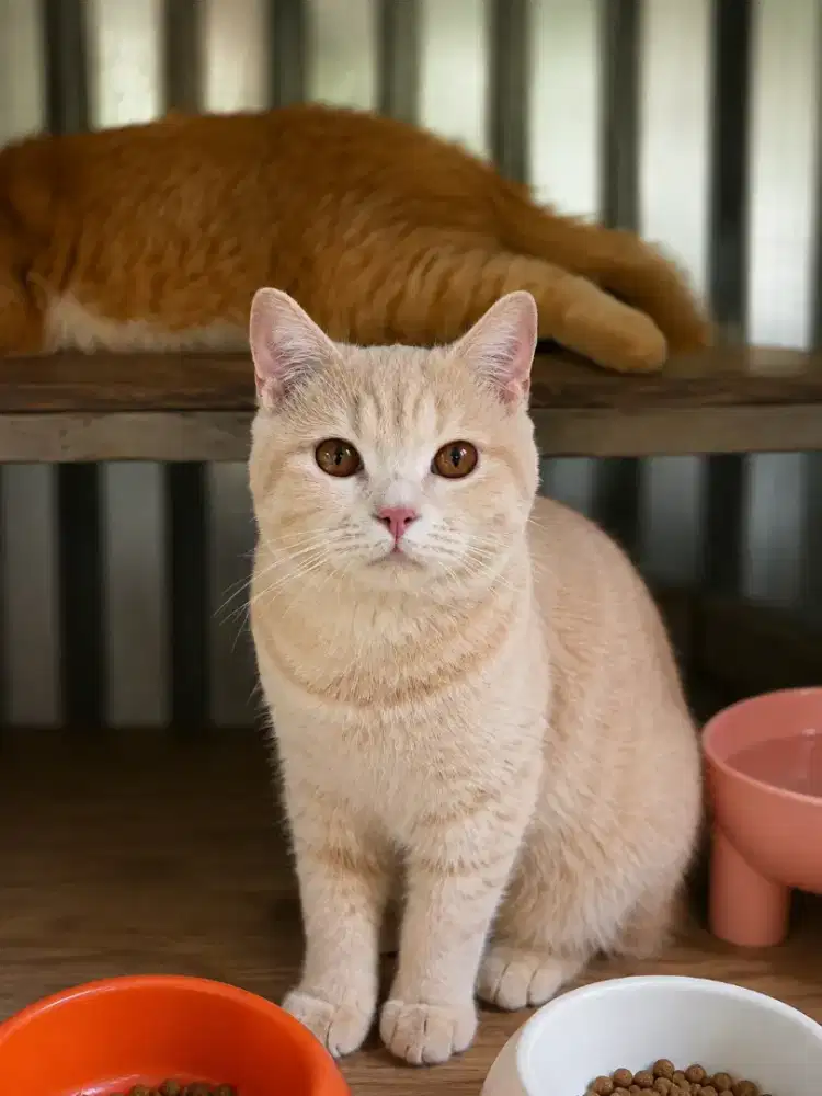 Bsh kitten kitten